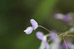 Nakedflower ticktrefoil